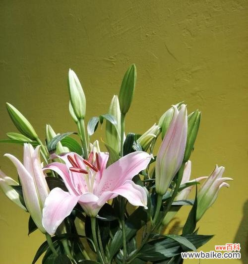 罗宾百合花语代表什么意思？如何正确解读罗宾百合的花语含义？