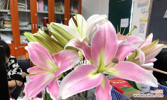 罗宾百合花语代表什么意思？如何正确解读罗宾百合的花语含义？