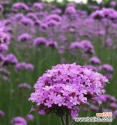 马鞭草的花语和寓意有哪些常见问题解答？