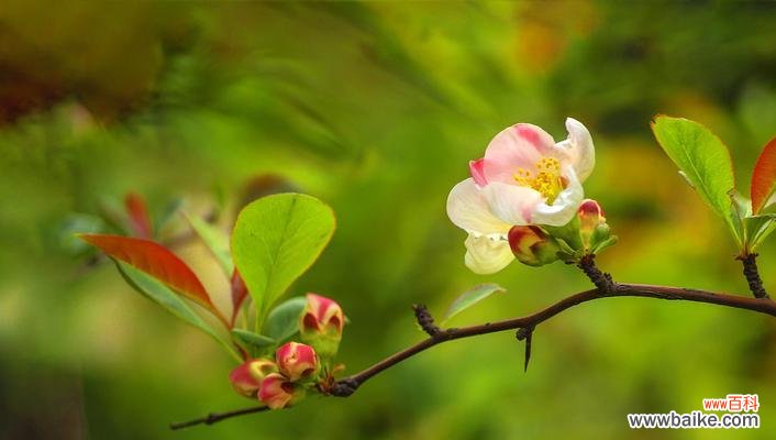 传承千年的花语之美 海棠花的花语
