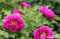 男友送花有讲究 送男朋友什么花最好