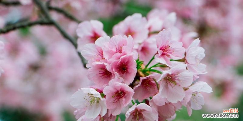 三个关于樱花的神秘故事 樱花的传说与意义