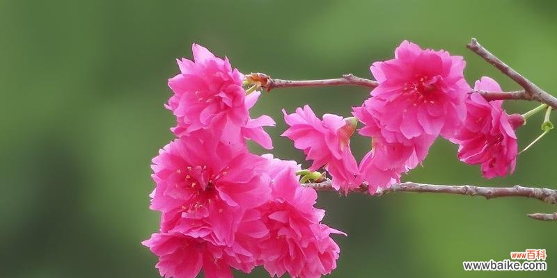 三个关于樱花的神秘故事 樱花的传说与意义