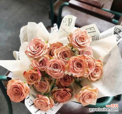 揭示卡布奇诺玫瑰的情感符号和花语 卡布奇诺玫瑰花的浪漫寓意