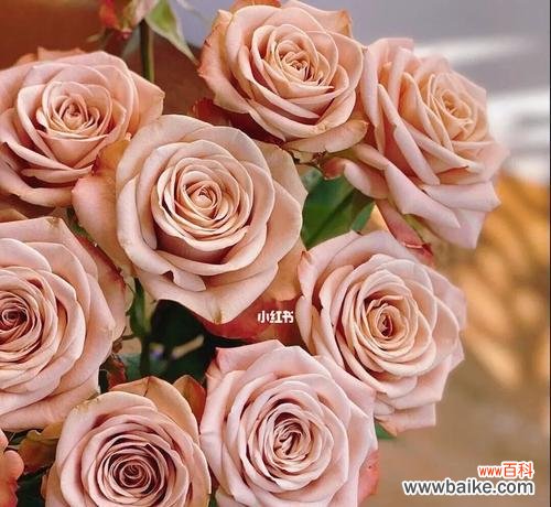 揭示卡布奇诺玫瑰的情感符号和花语 卡布奇诺玫瑰花的浪漫寓意