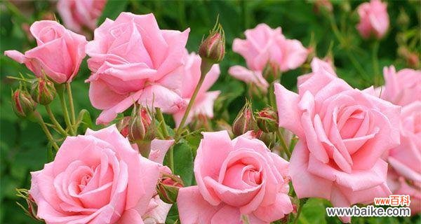 用粉色玫瑰传递深情与美好 粉红色玫瑰的花语
