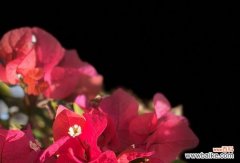 三角梅花语的解读 三角梅的花语和寓意