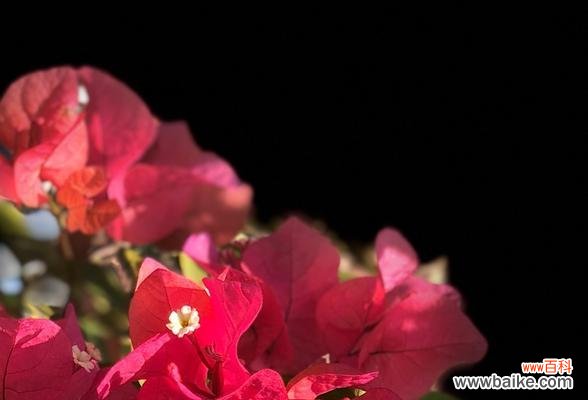 三角梅花语的解读 三角梅的花语和寓意