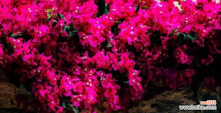 三角梅花语的解读 三角梅的花语和寓意