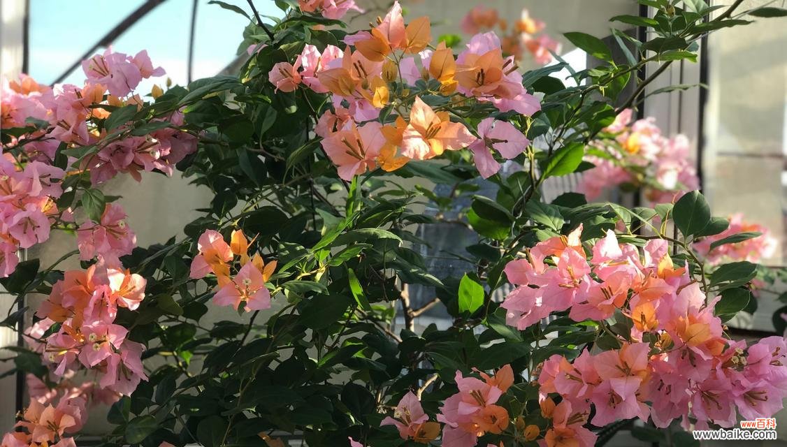 解读三角梅的特点和象征意义 三角梅