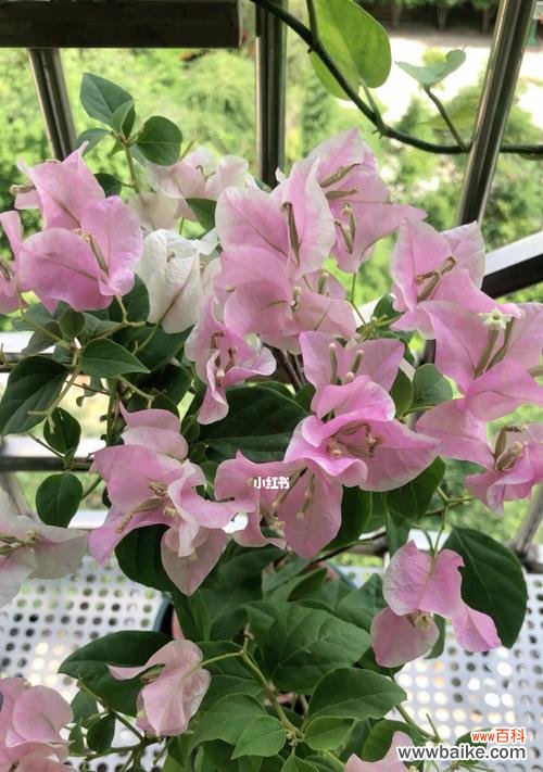 解读三角梅的特点和象征意义 三角梅