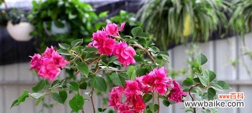 解读三角梅的特点和象征意义 三角梅