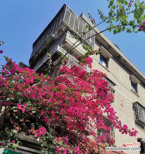 揭秘三角梅花语的来历与意义 探寻三角梅花语的神奇世界