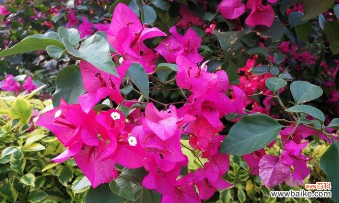 揭秘三角梅花语的来历与意义 探寻三角梅花语的神奇世界