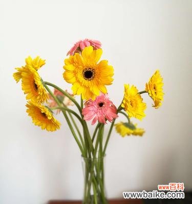 阳光之下绽放的勇敢与希望 探寻以太阳花的特性与花语之美