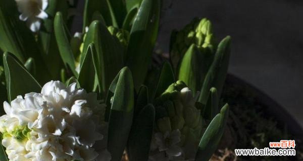 探寻白风信子的浪漫与纯洁 白风信子花语与代表意义