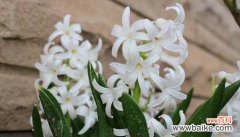 探寻白风信子的浪漫与纯洁 白风信子花语与代表意义