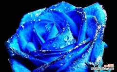 探寻蓝色妖姬玫瑰的花语与美丽 蓝色妖姬玫瑰