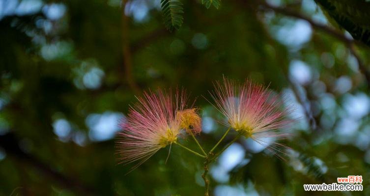 揭开合欢花的神秘面纱 合欢花风水寓意与作用
