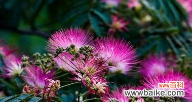 揭开合欢花的神秘面纱 合欢花风水寓意与作用