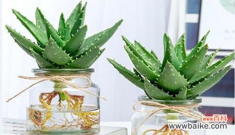 探寻芦荟的神秘力量和传承故事 芦荟的花语和传说故事