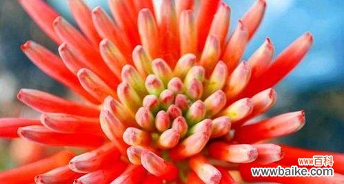 探寻芦荟的神秘力量和传承故事 芦荟的花语和传说故事