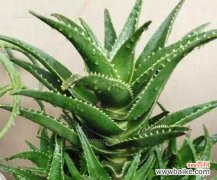 探寻芦荟的神秘力量和传承故事 芦荟的花语和传说故事