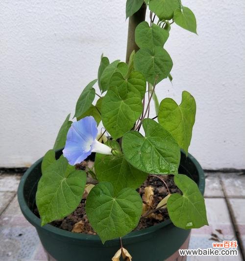 探寻白色牵牛花的美丽与内涵 白色牵牛花的花语与寓意