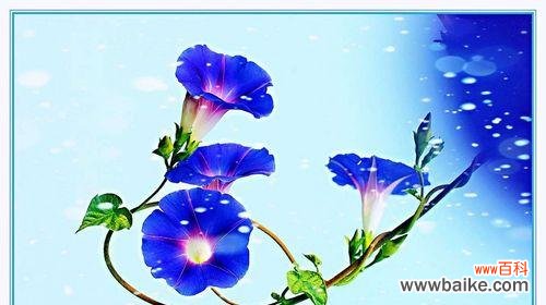 探寻白色牵牛花的美丽与内涵 白色牵牛花的花语与寓意