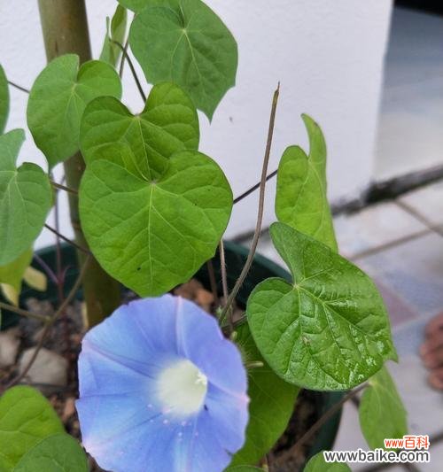 探寻白色牵牛花的美丽与内涵 白色牵牛花的花语与寓意