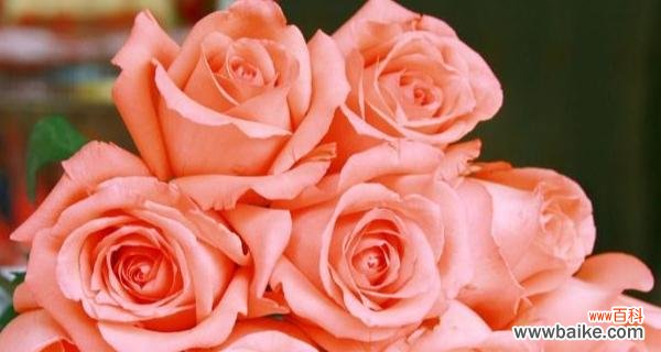 探索粉色玫瑰花所代表的意义与情感 粉色玫瑰花的浪漫寓意