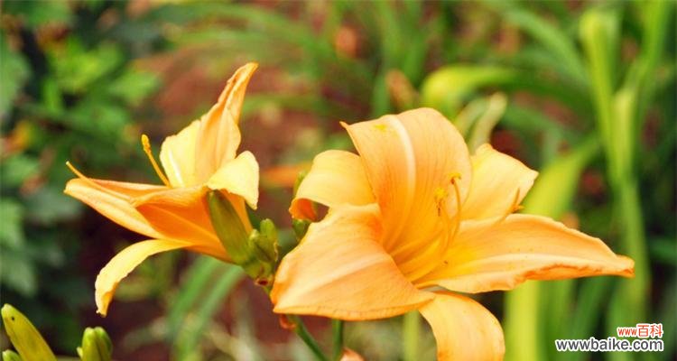 植物中的父爱之花—— 父爱如植物，常青不败