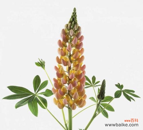 植物中的父爱之花—— 父爱如植物，常青不败