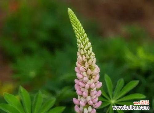 植物中的父爱之花—— 父爱如植物，常青不败