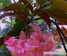 用秋海棠花语表达爱情的深情与坚持 秋海棠花语