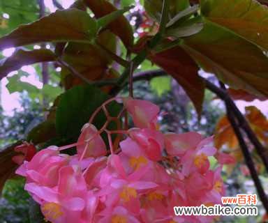 用秋海棠花语表达爱情的深情与坚持 秋海棠花语