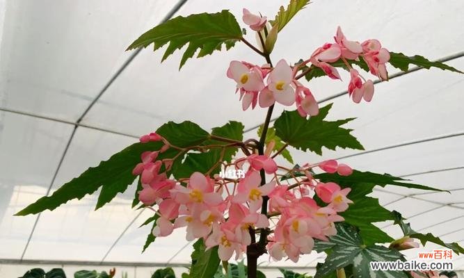 用秋海棠花语表达爱情的深情与坚持 秋海棠花语