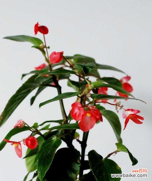 用秋海棠花语表达爱情的深情与坚持 秋海棠花语