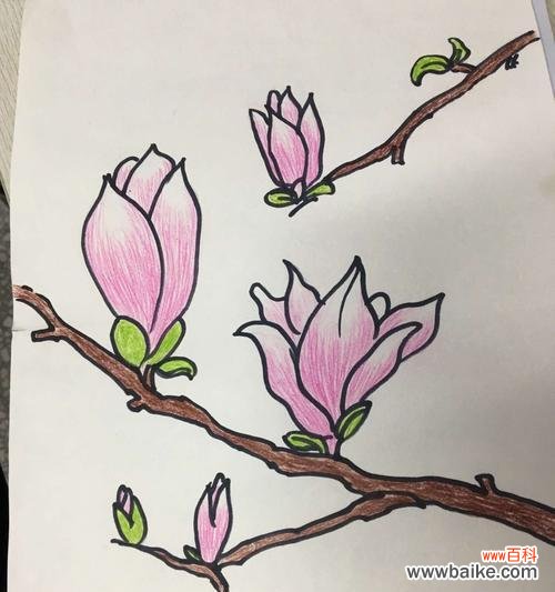 玉兰花的含义与美丽传说 玉兰花的神秘寓意与传说