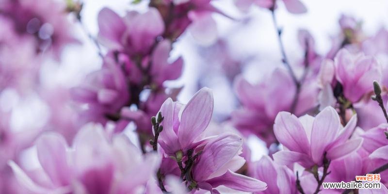 玉兰花的含义与美丽传说 玉兰花的神秘寓意与传说