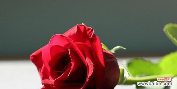 玫瑰花的花语象征含义是什么？