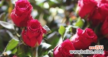 玫瑰花的花语象征含义是什么？