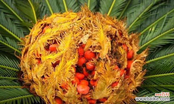 探寻铁树开花的象征意义 铁树开花的神奇奇迹