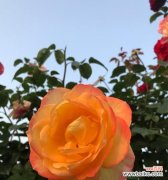 探索月季花的象征意义 月季花的花语与寓意