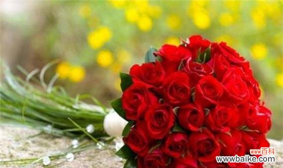 探索玫瑰花在不同数量中的神秘象征 16朵玫瑰花语的含义解读