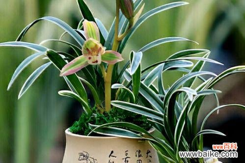 探寻兰花的象征意义和寓意 兰花的花语与寓意