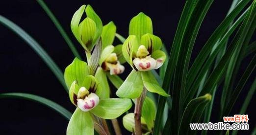 探寻兰花的象征意义和寓意 兰花的花语与寓意