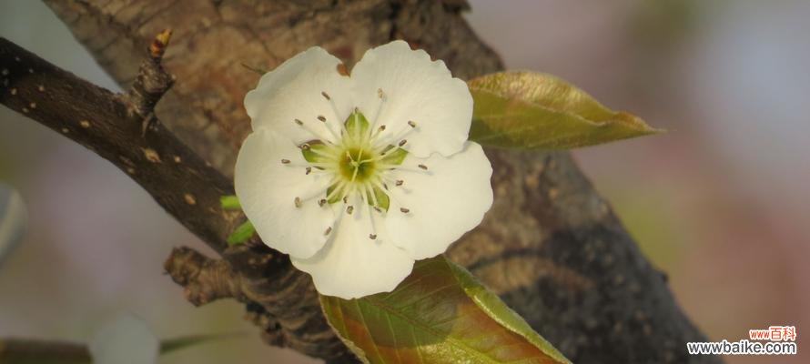 探索梨花的花语 梨花的花语与寓意