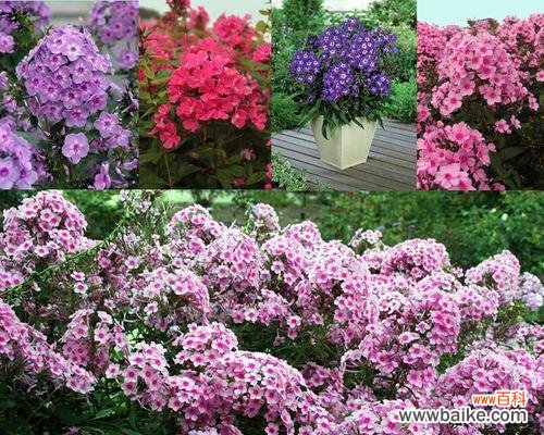 揭示宿根福禄考花语的内涵 宿根福禄考花语的意义及传承之道