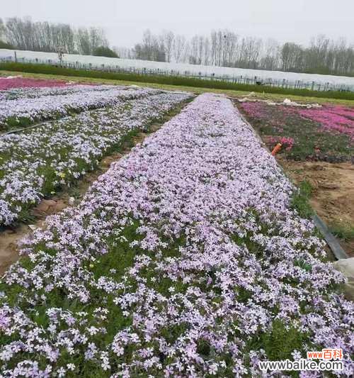 揭示宿根福禄考花语的内涵 宿根福禄考花语的意义及传承之道